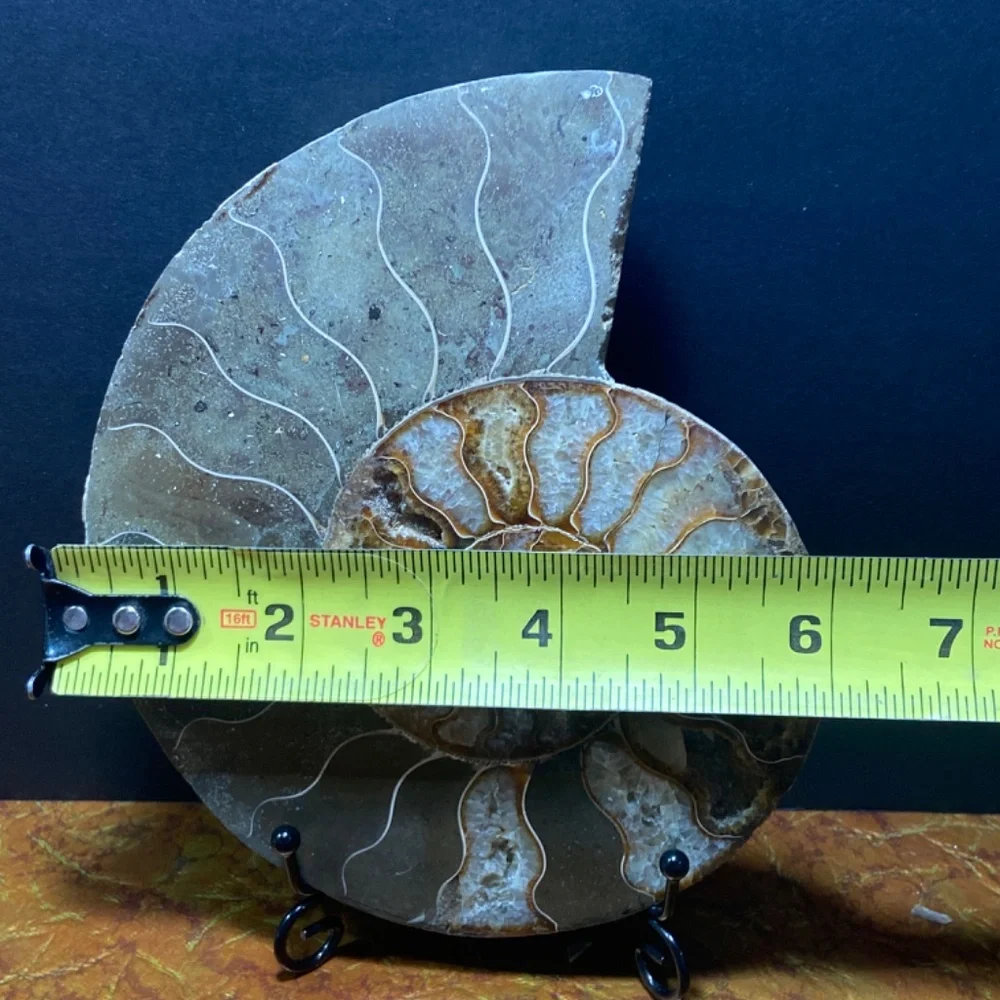 Ammonite fossil slice 577 g = 1.29 lbs 7"x6"  natural fossil healing - Picture 3 of 7